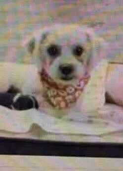 An adult small-sized female White / Cream Bichon Frise dog named Bismarck for adoption in Washington, DC