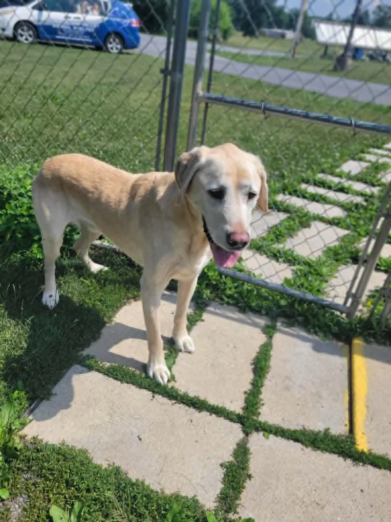 A senior large-sized male Yellow / Tan / Blond / Fawn Labrador Retriever dog named Mack for adoption in Chambersburg, PA