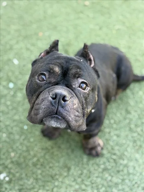 An adult medium-sized female American Bulldog dog named Aphrodite for adoption in Los Angeles, CA