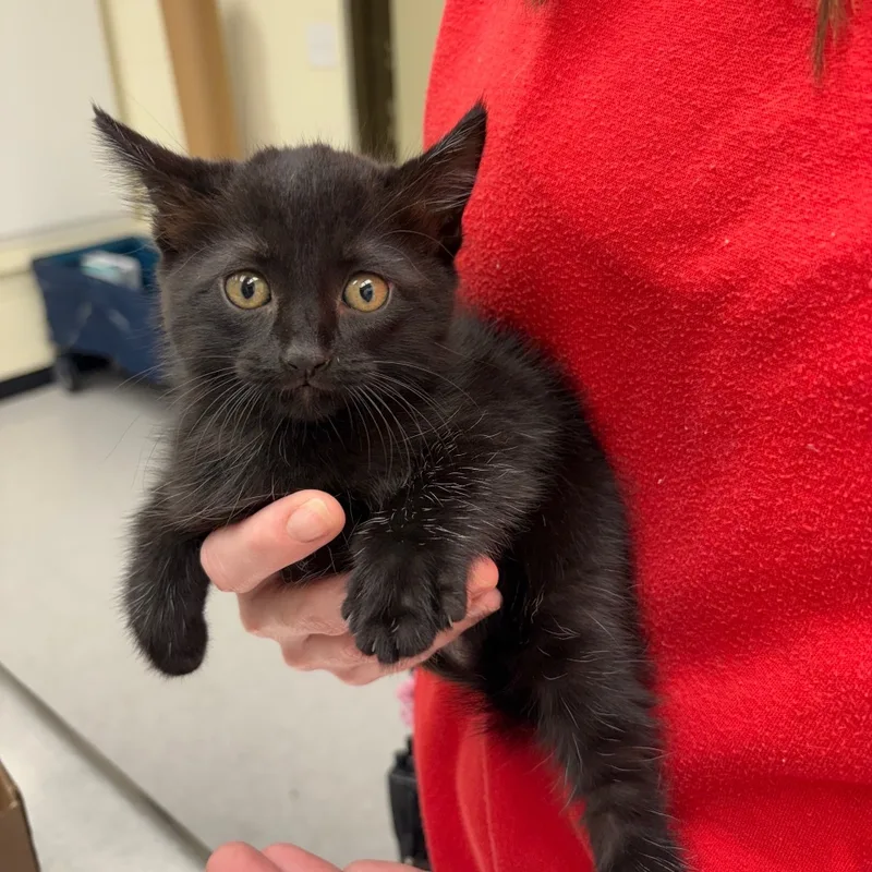 A baby small-sized female Black Domestic Short Hair cat named Silly for adoption in Bastrop, TX