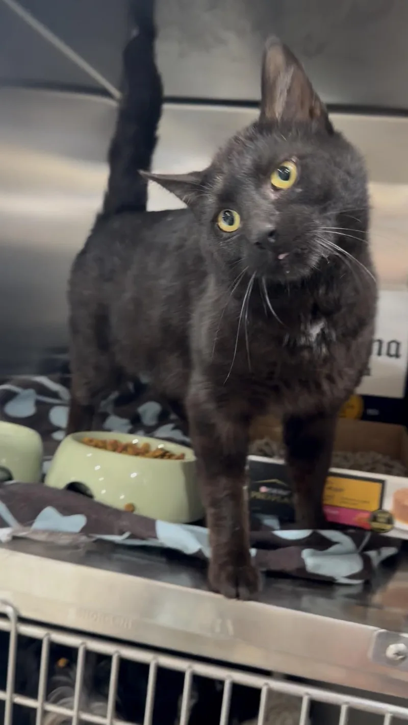 A young medium-sized male Domestic Short Hair cat named Tilty Cat for adoption in Matthews, IN
