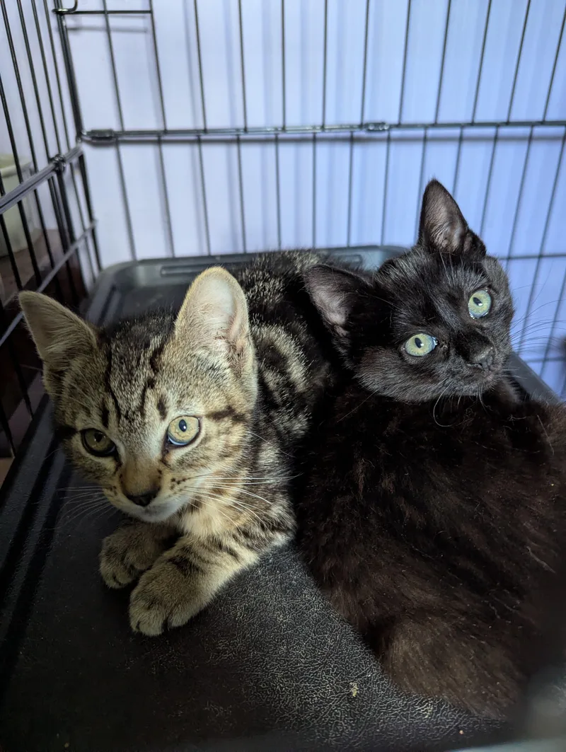 A baby medium-sized female Black Domestic Short Hair cat named Coraline for adoption in Morristown, NJ