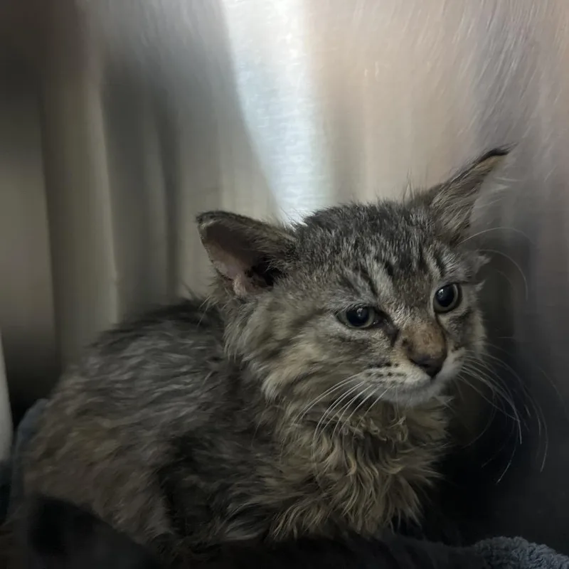 A baby small-sized female Gray / Blue / Silver Domestic Short Hair cat named Oatmeal Creme Pie for adoption in Pasadena, CA