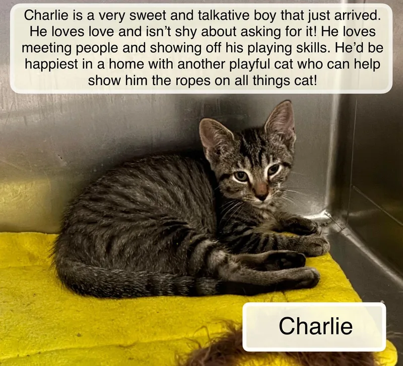A baby small-sized male Tabby (Brown / Chocolate) Domestic Short Hair cat named Charlie for adoption in Ellicott City, MD