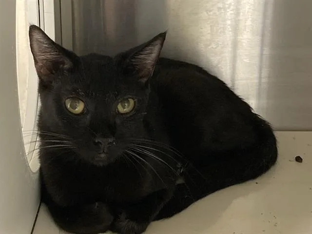 A young small-sized female Domestic Short Hair cat named Claudia for adoption in Tustin, CA