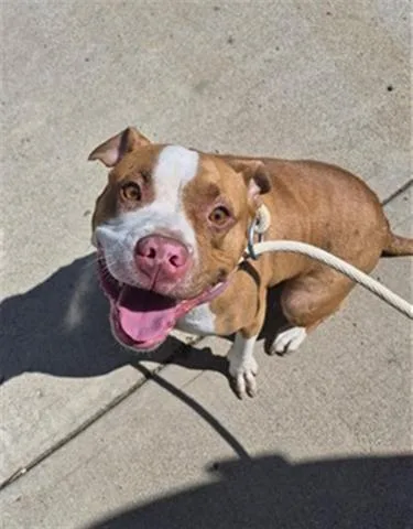A young medium-sized female Pit Bull Terrier dog named Carolina for adoption in Dayton, OH