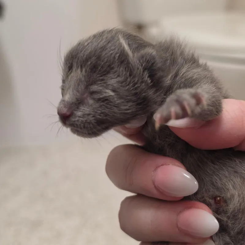 A baby small-sized female Domestic Short Hair cat named Smokey for adoption in Bismarck, ND