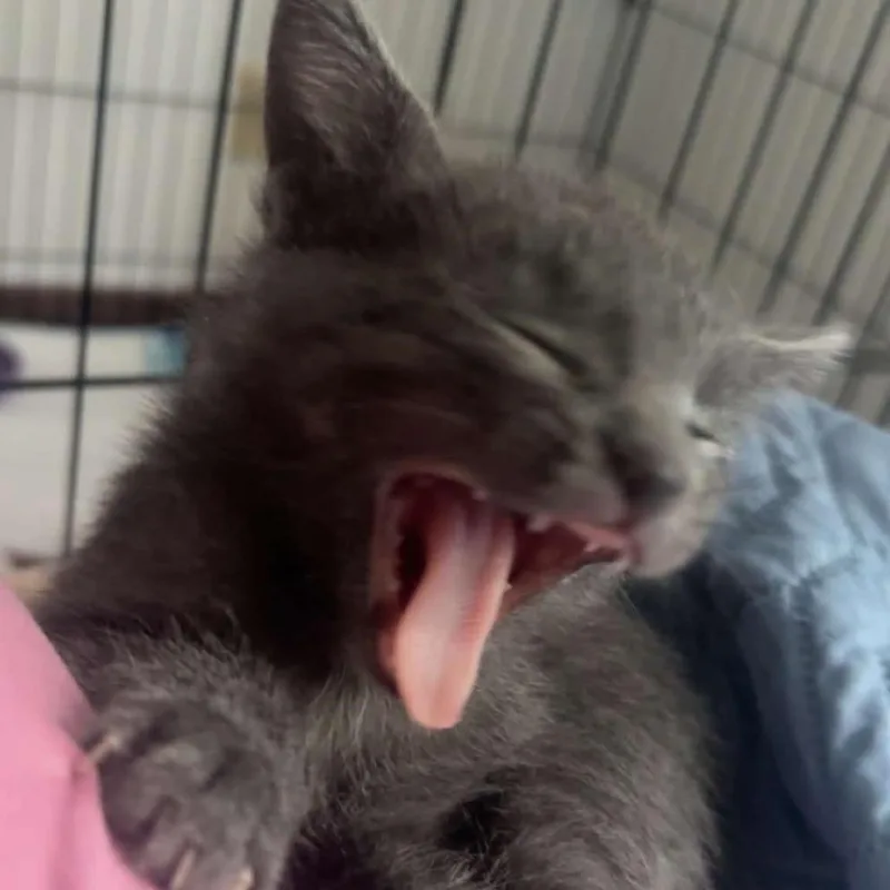Smokey thumbnail 3