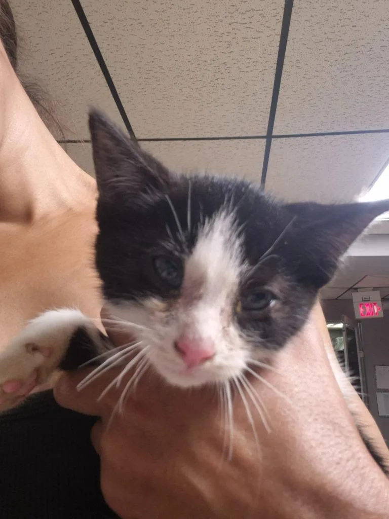 A baby medium-sized female Domestic Short Hair cat named Velma for adoption in Cincinnati, OH
