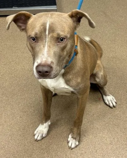 An adult large-sized male Mixed Breed dog named Modern for adoption in Chamblee, GA