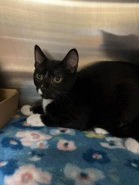 A baby small-sized male Domestic Short Hair cat named Tuna for adoption in Virginia Beach, VA