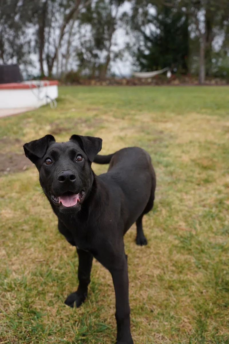 A young medium-sized female Black Black Labrador Retriever dog named River for adoption in San Diego, CA