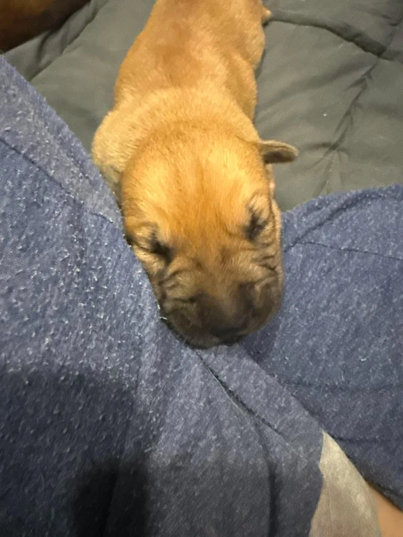 A baby small-sized male Belgian Shepherd / Malinois dog named Elias for adoption in Houston , TX