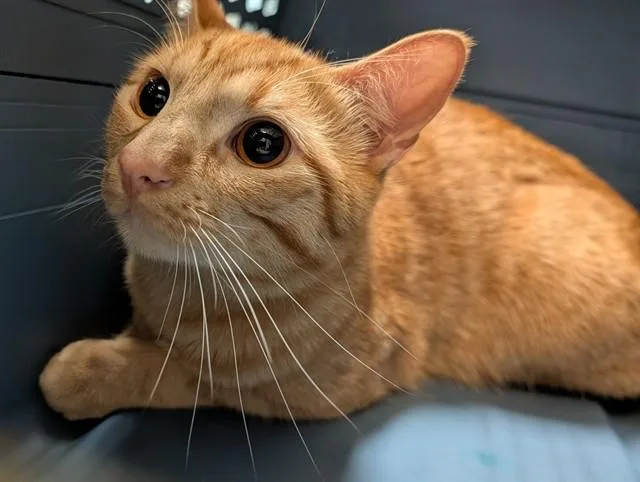 An adult medium-sized male Domestic Short Hair cat named Mikey A for adoption in Plano, TX