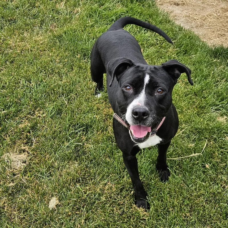 An adult medium-sized female Black Pit Bull Terrier dog named Cucumber for adoption in Benton Harbor, MI