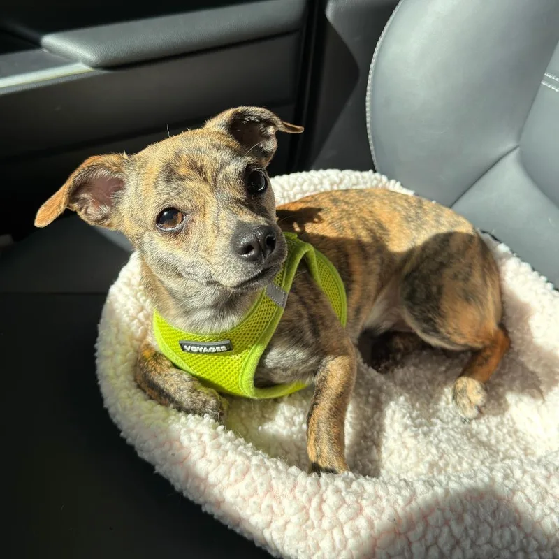 A young small-sized female Brown / Chocolate Chihuahua dog named Linda for adoption in Durham, NC