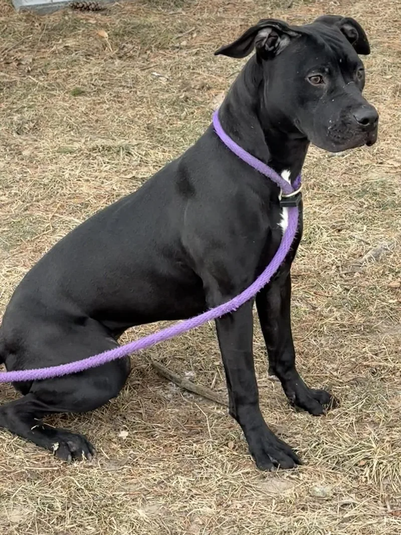 Jellybean thumbnail 2