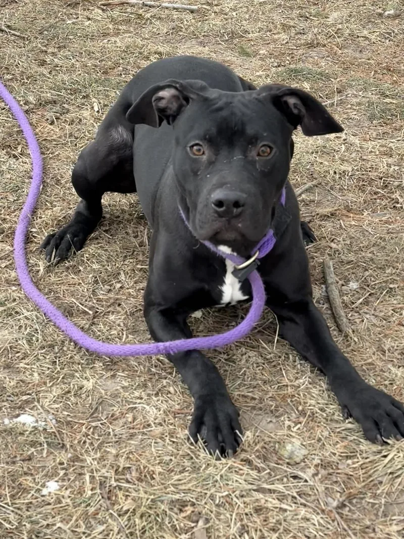 Jellybean thumbnail 3