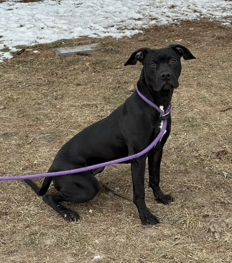 Jellybean thumbnail 4