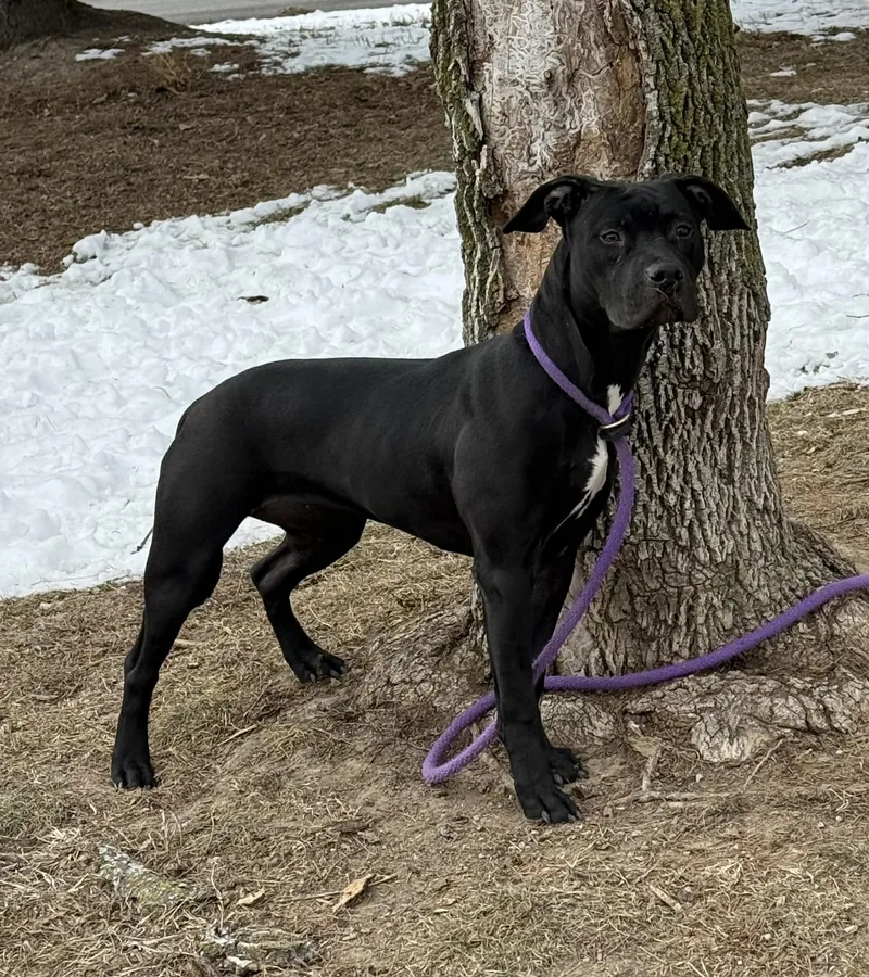 Jellybean thumbnail 5