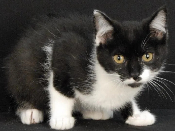 A baby medium-sized female Black & White / Tuxedo Domestic Short Hair cat named Marshmellow for adoption in Newland, NC