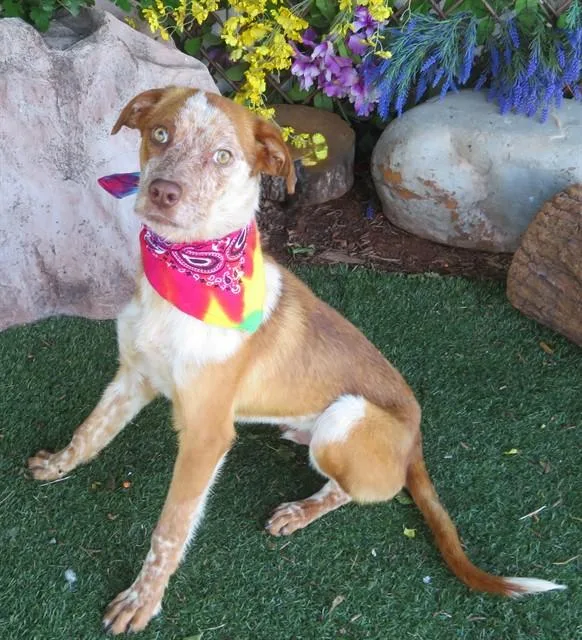 A young medium-sized male Hound dog named Cody for adoption in Oklahoma City, OK