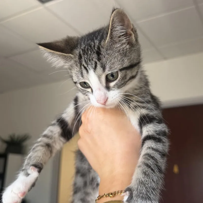A baby small-sized male Brown / Chocolate Domestic Short Hair cat named Shampoo for adoption in St. Paul, MN
