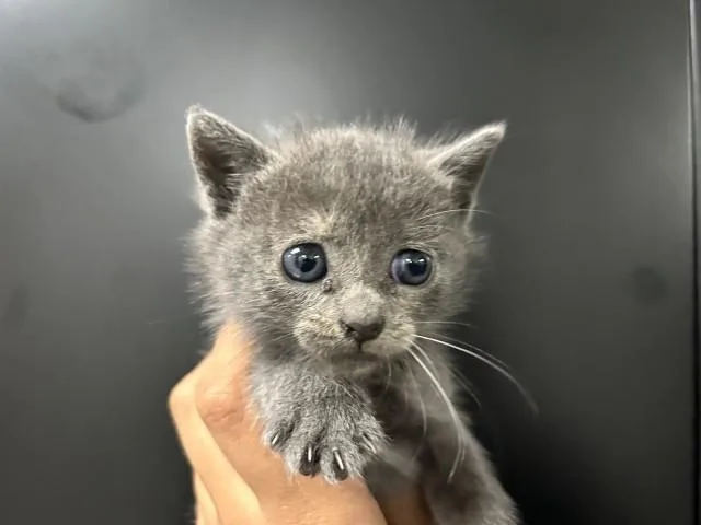 A baby small-sized female Domestic Short Hair cat named Tabitha for adoption in San Bernardino, CA