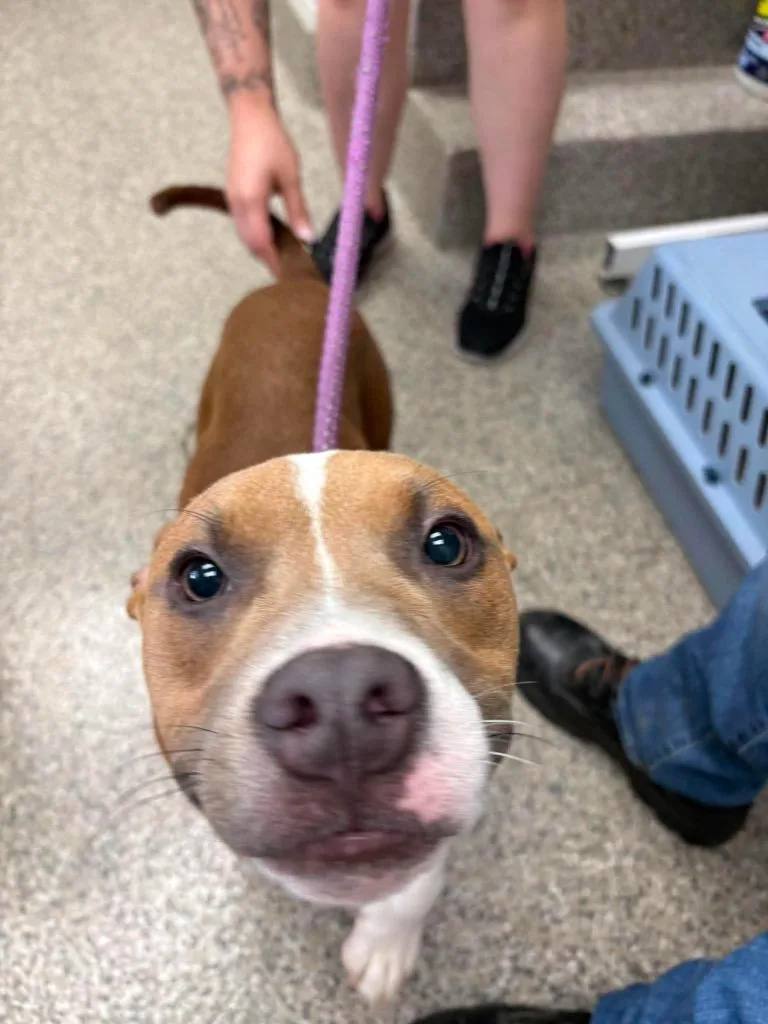 A baby medium-sized male Terrier dog named Twill for adoption in Van Wert, OH