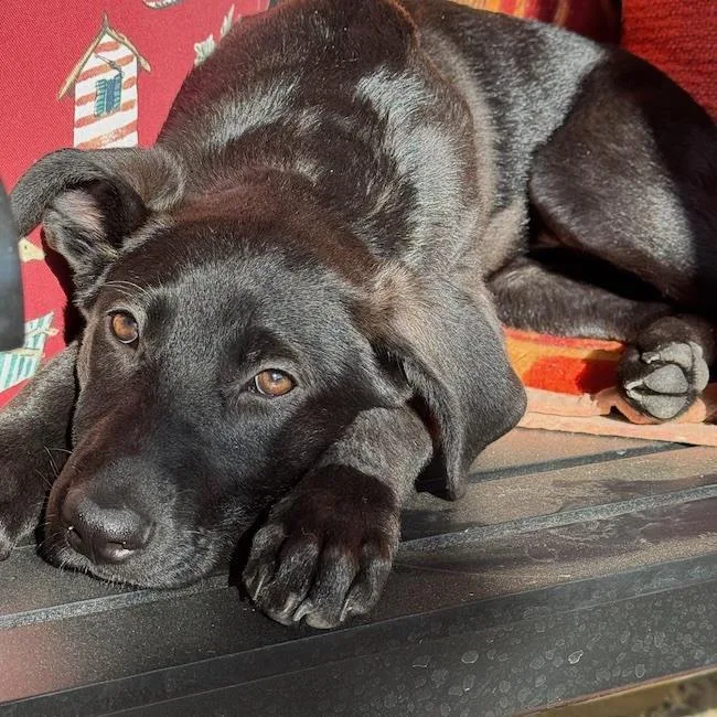 A baby large-sized female Shepherd dog named Dharma for adoption in San Diego, CA
