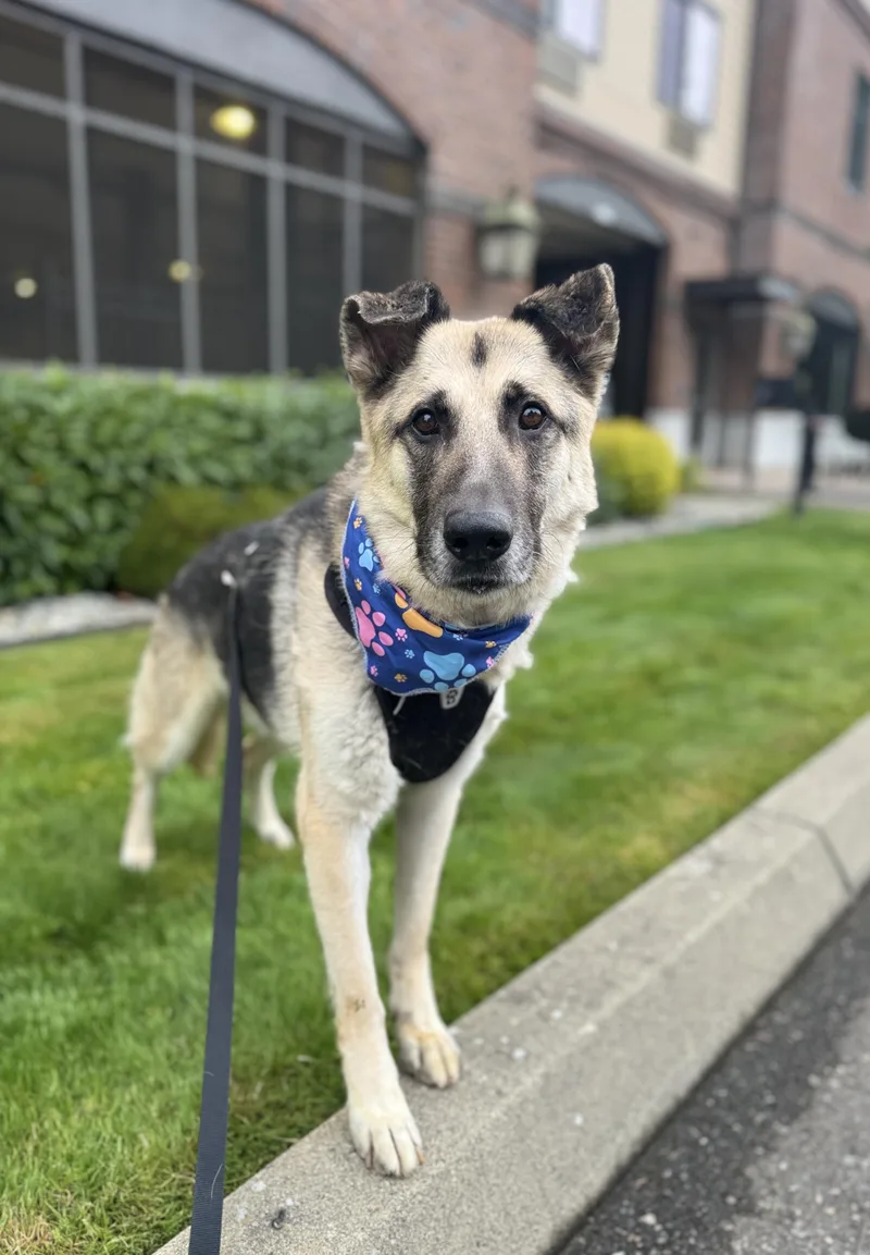 A senior large-sized male Black German Shepherd Dog dog named Max for adoption in lynnwood , WA