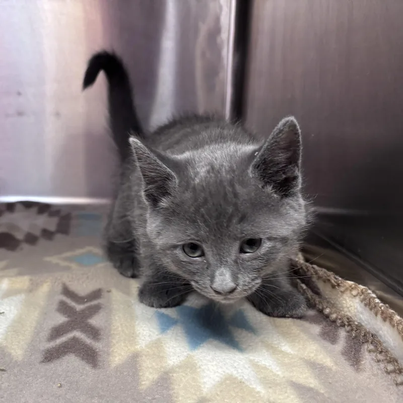 A baby medium-sized male Gray / Blue / Silver Domestic Short Hair cat named Rigatoni for adoption in Acworth, GA
