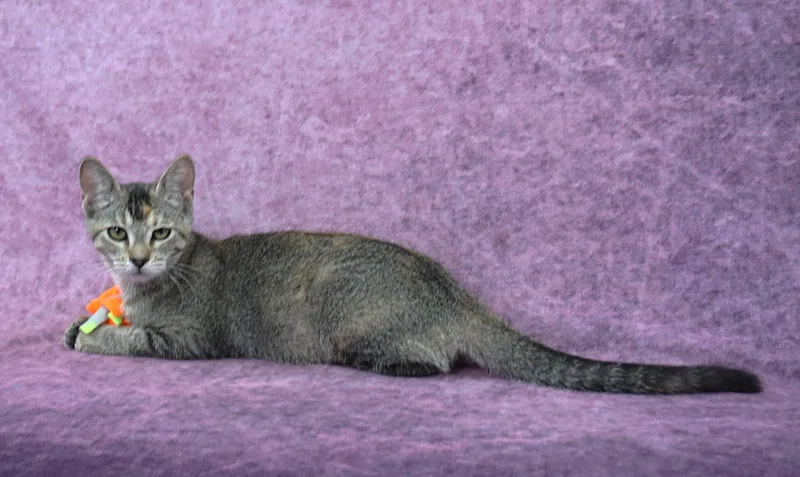 Clementine  She'S A thumbnail 3