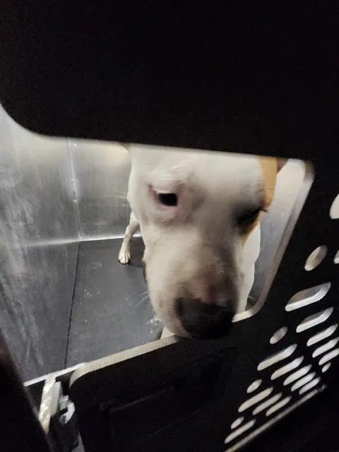 A young large-sized male American Staffordshire Terrier dog named Zeus for adoption in San Antonio, TX