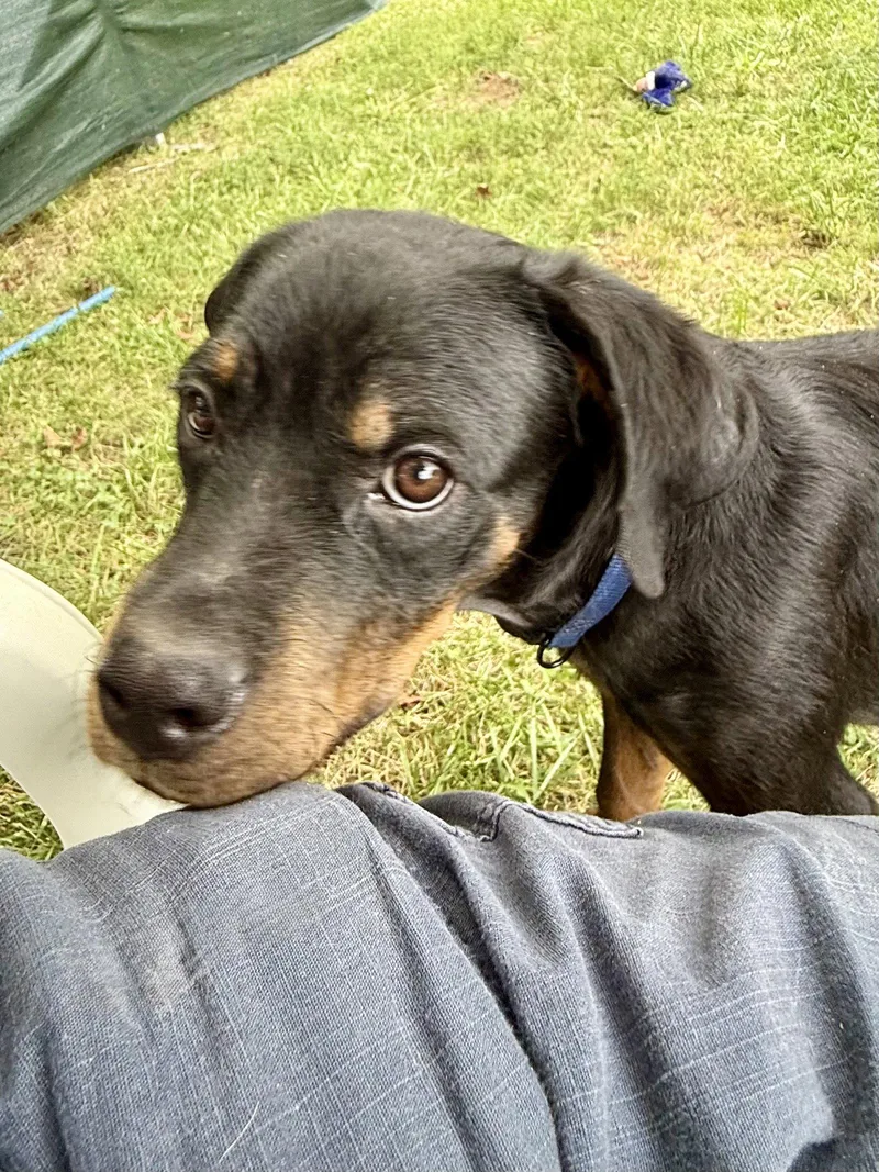 A baby large-sized male Rottweiler dog named Keegan for adoption in Mooresville, NC