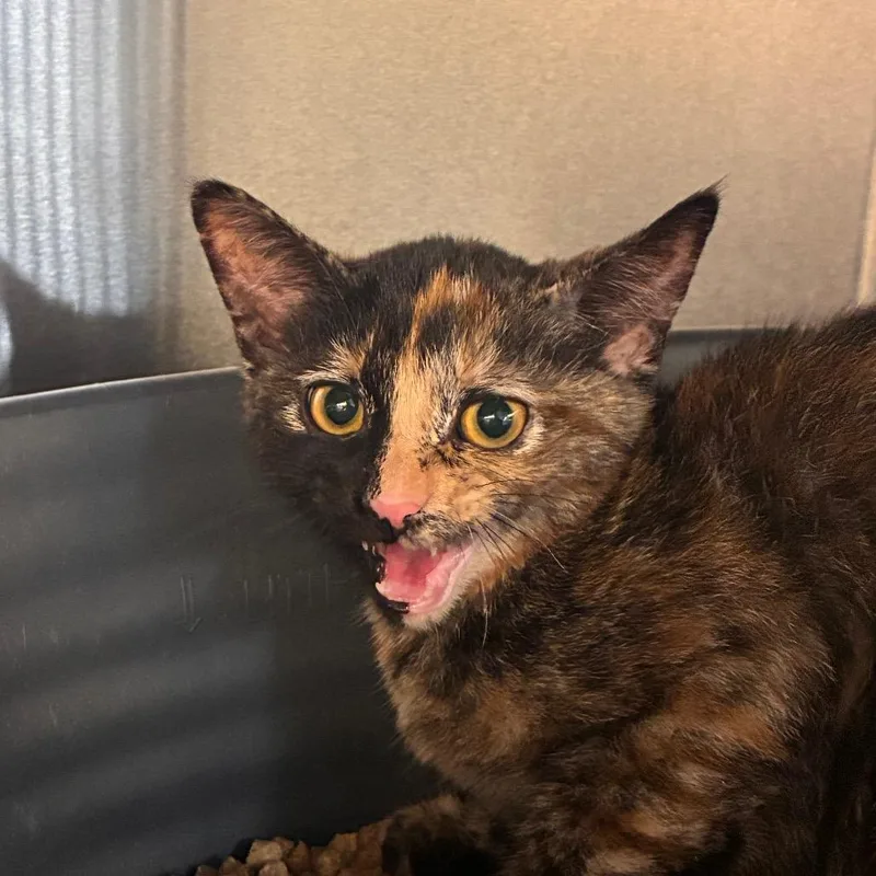 A baby small-sized female Tortoiseshell Domestic Short Hair cat named Eowyn for adoption in Manhattan, KS