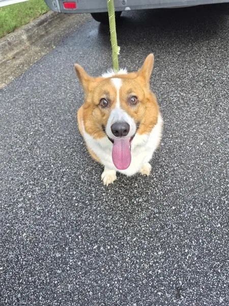 An adult medium-sized male Corgi dog named Grizzly for adoption in Lawrenceville, GA