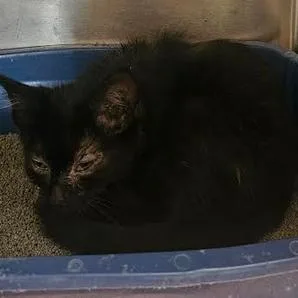 A baby small-sized male Black Domestic Short Hair cat named Gobi for adoption in Starkville, MS