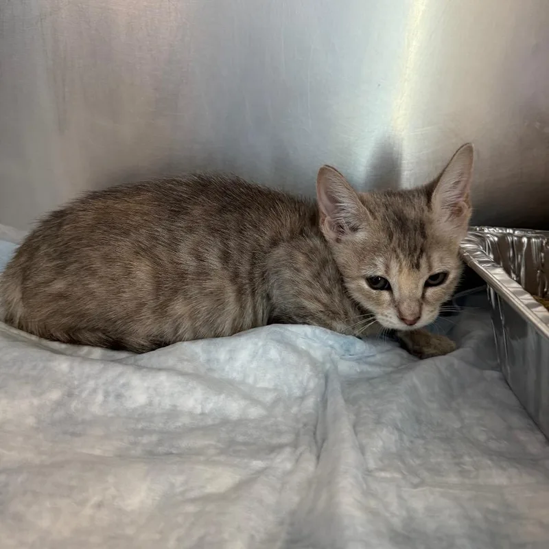 A baby small-sized female Torbie Domestic Short Hair cat named Aniya for adoption in West Palm Beach, FL