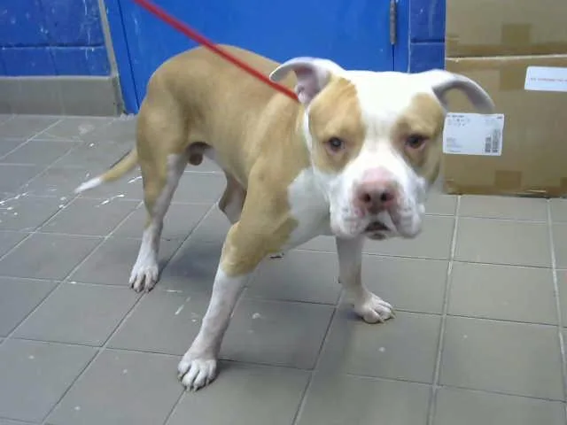An adult medium-sized male Pit Bull Terrier dog named Goonie for adoption in Albuquerque, NM