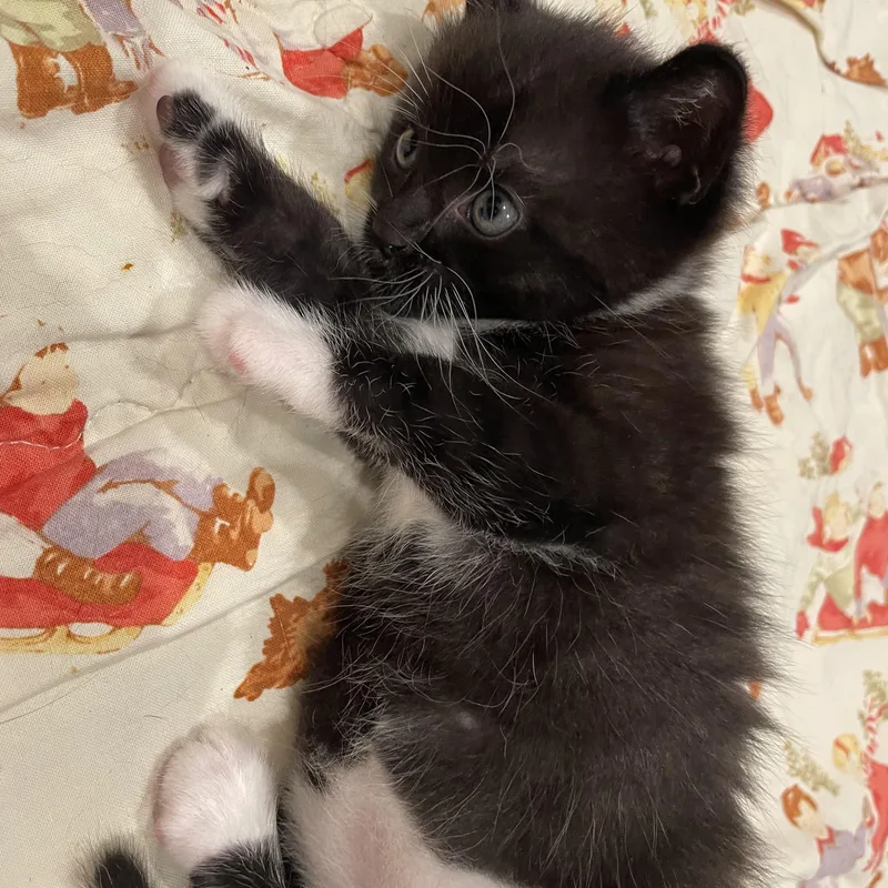A baby medium-sized male Black Domestic Short Hair cat named Lowell for adoption in Moriches, NY