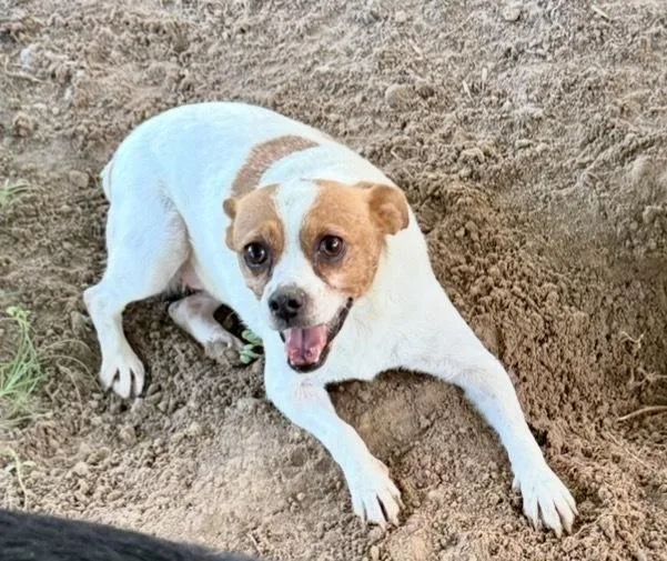 An adult small-sized female Tricolor (Brown, Black, & White) Jack Russell Terrier dog named Rose Alice 🤍💜 for adoption in Silsbee, TX