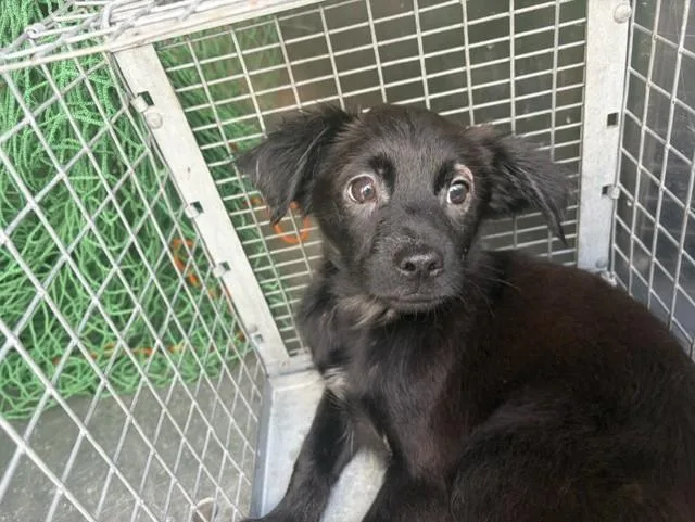 A baby small-sized male Chihuahua dog named A for adoption in Pasadena, TX