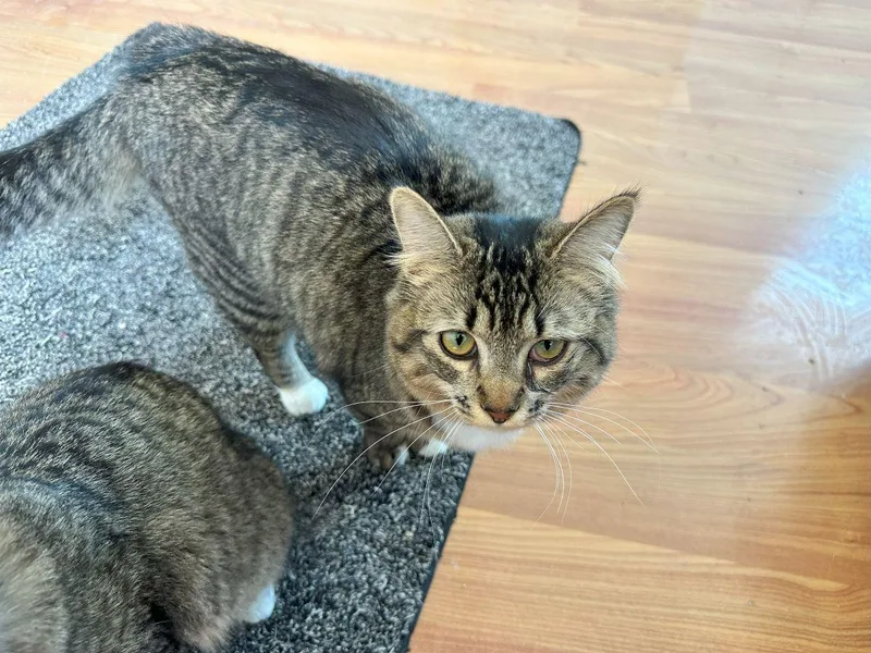 Greta Garbo thumbnail 2