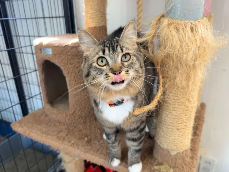 Greta Garbo thumbnail 4