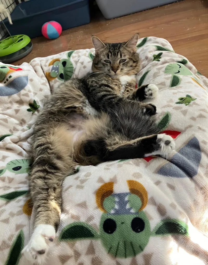 Greta Garbo thumbnail 5