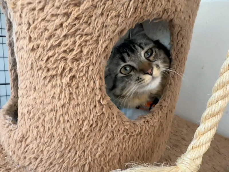 Greta Garbo thumbnail 6