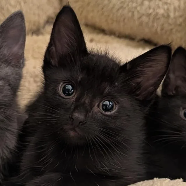 Camembert thumbnail 2