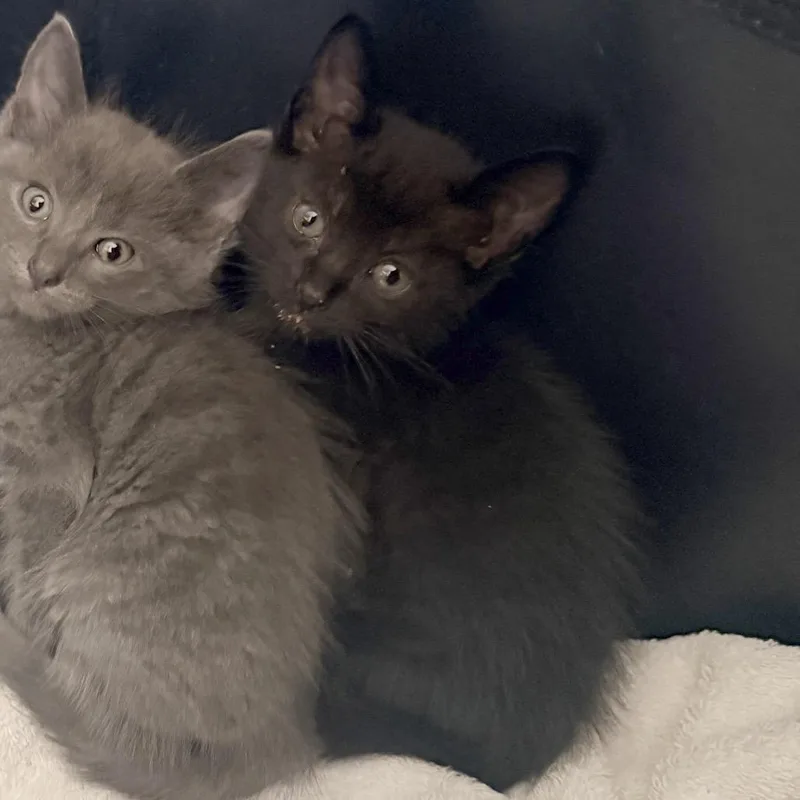 Camembert thumbnail 4