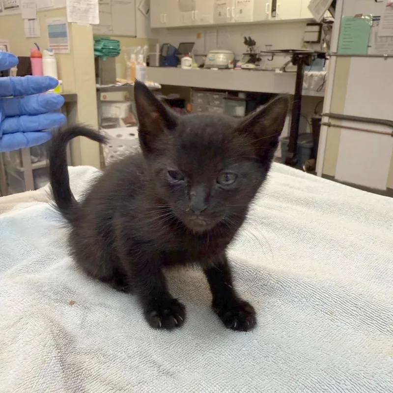 Camembert thumbnail 5